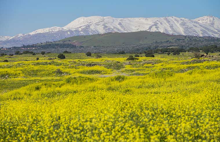 dreamstime_l_142761882-meadows-golan-heights-hermon-mount-backgound-early-spring-israel-